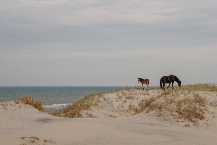The Story Behind Corolla’s Wild Horses