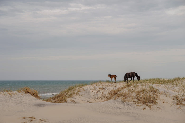 The Story Behind Corolla’s Wild Horses
