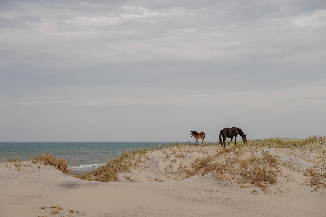 The Story Behind Corolla’s Wild Horses